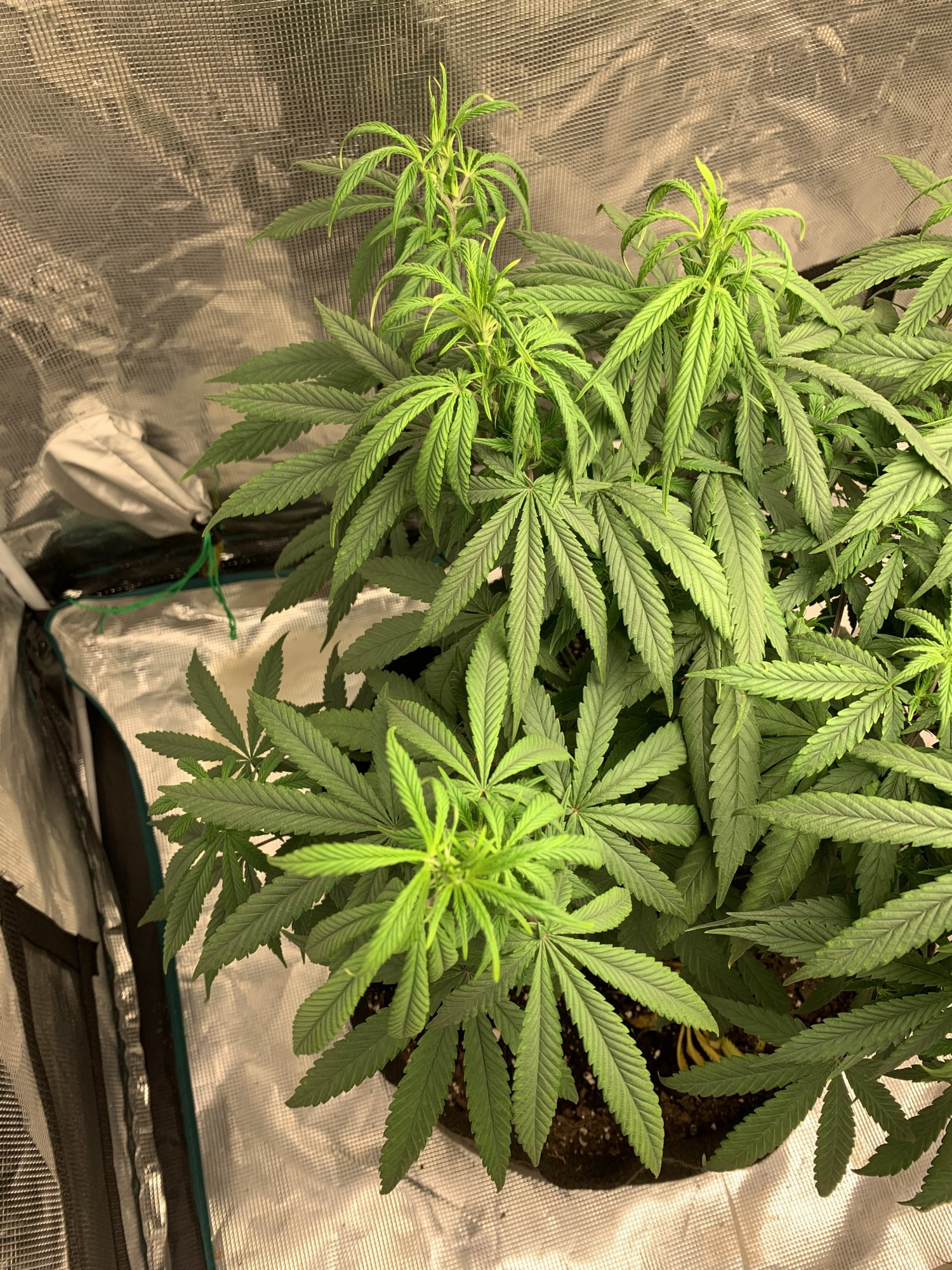Star cookies continue to show deficiencies dont want to burn help 4