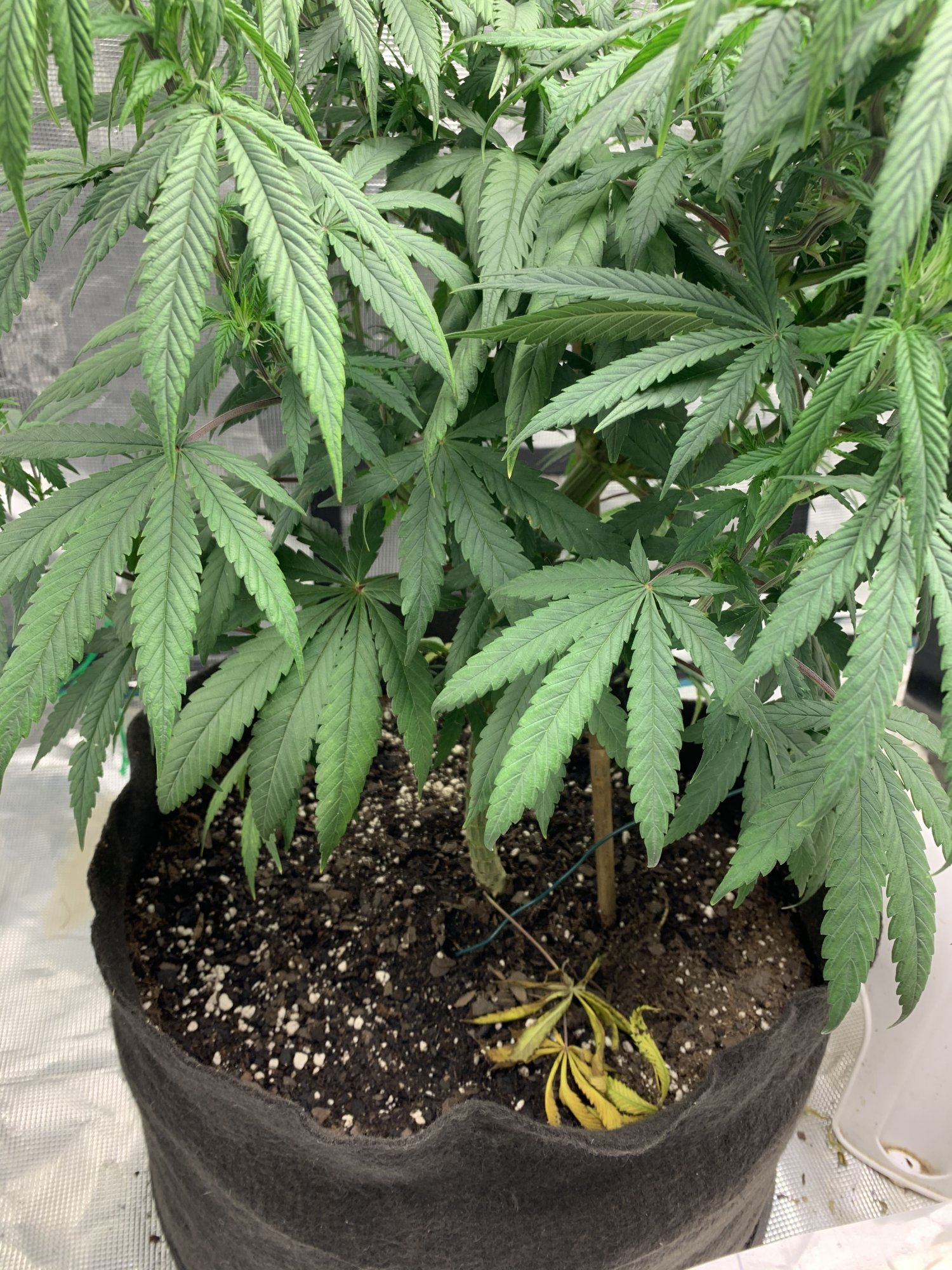 Star cookies continue to show deficiencies dont want to burn help 5