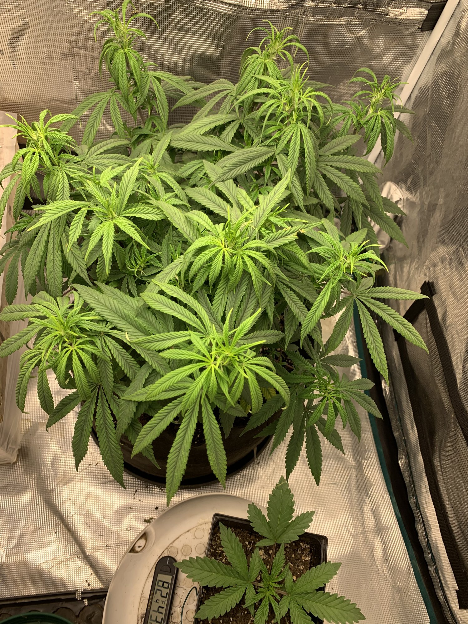 Star cookies continue to show deficiencies dont want to burn help 6
