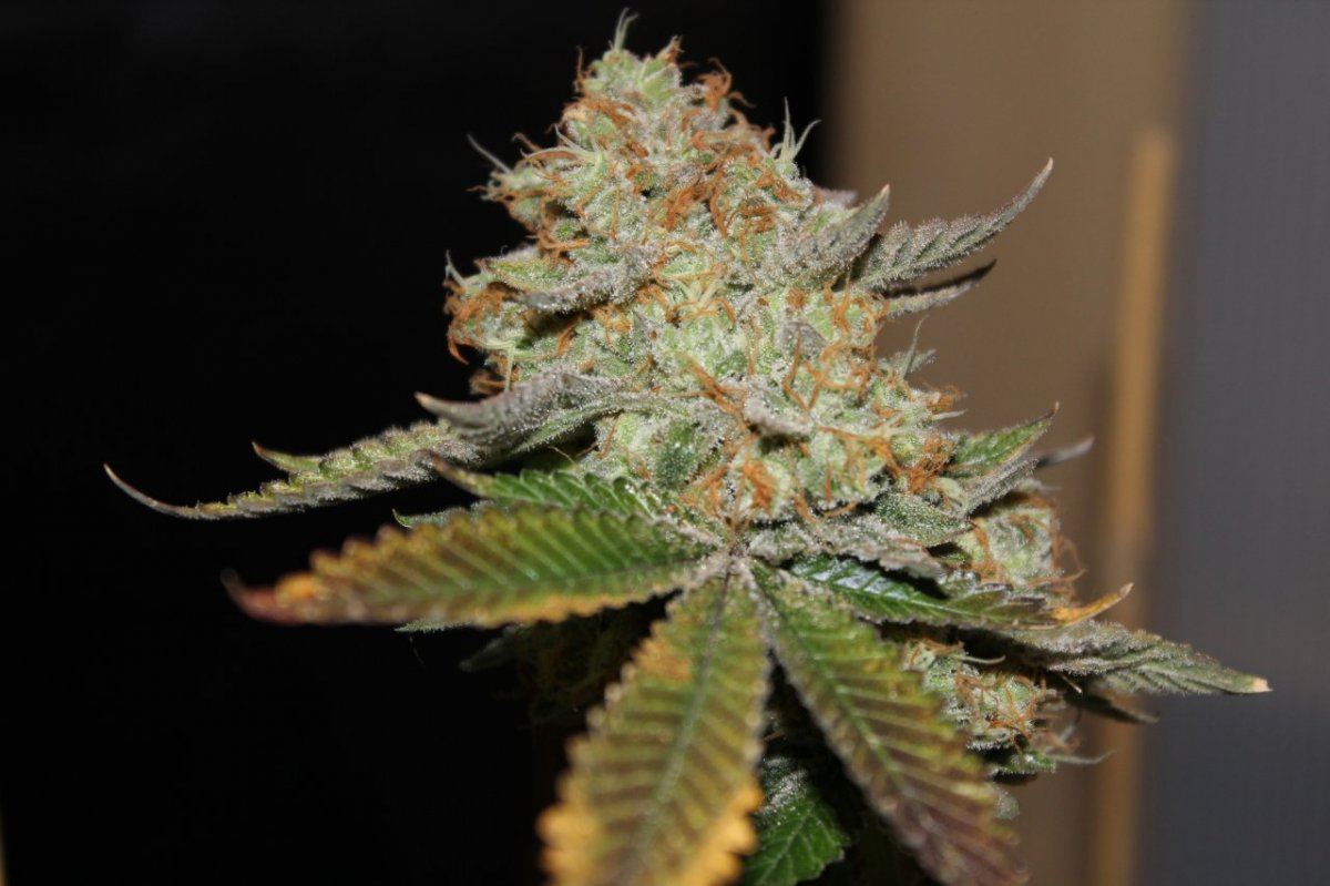Star Dawg