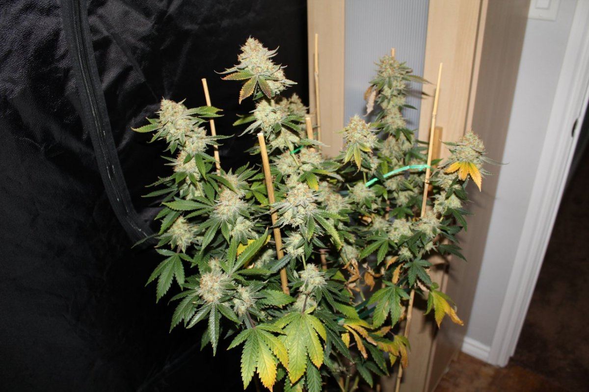 Star Dawg2