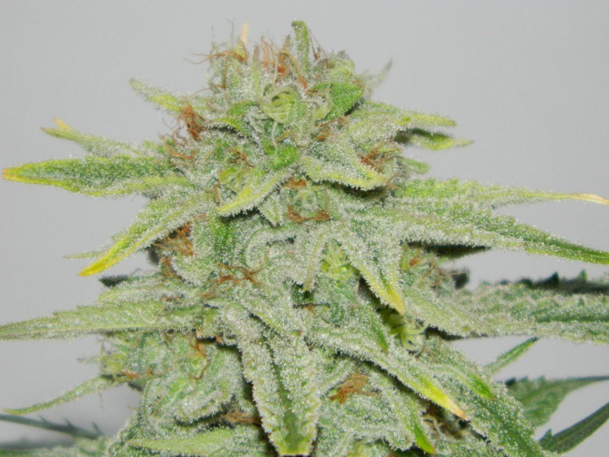 Starlemon dojohulk astronaut 006