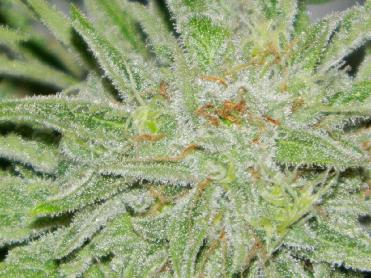 Starlemon dojohulk astronaut 021