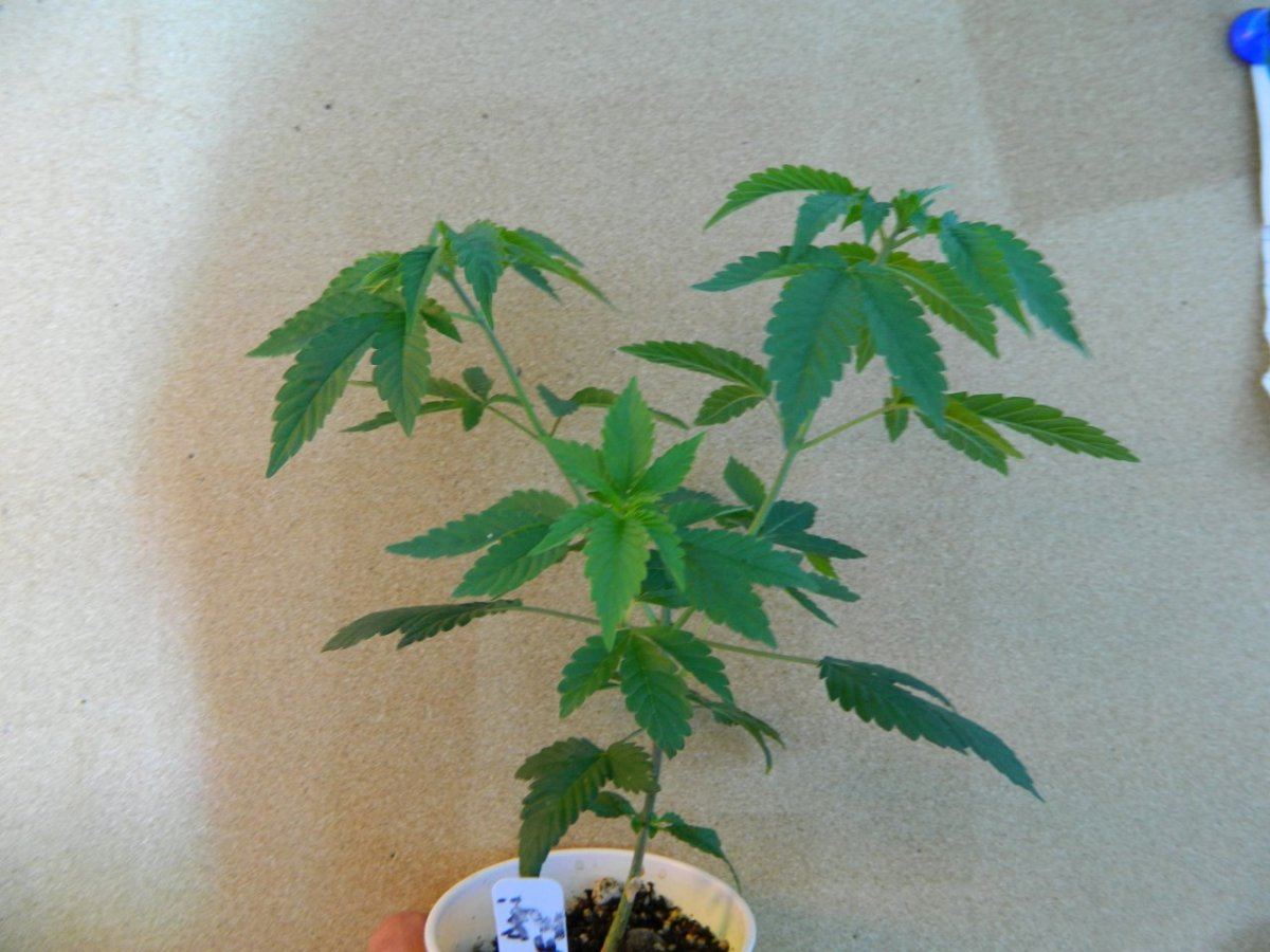 Starlemon dojohulk astronaut 026