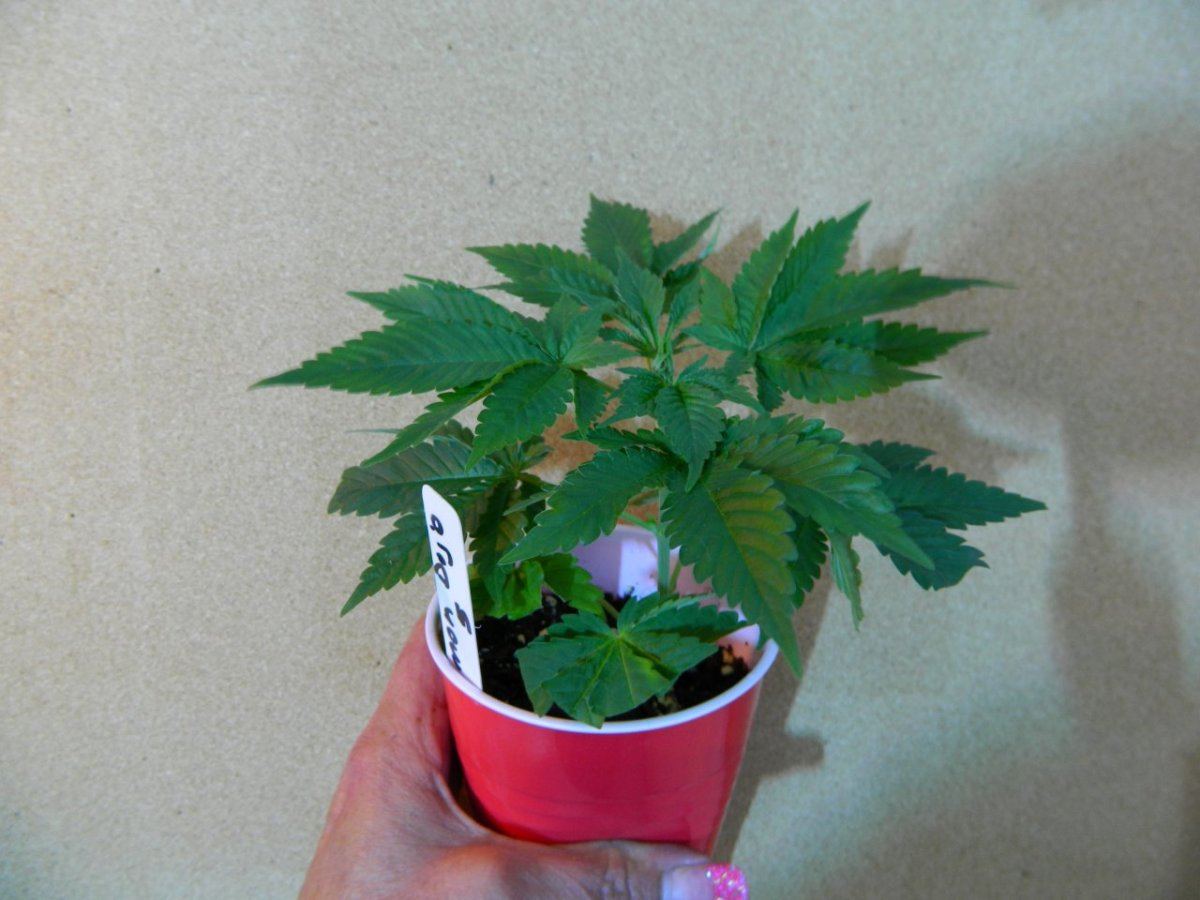 Starlemon dojohulk astronaut 028