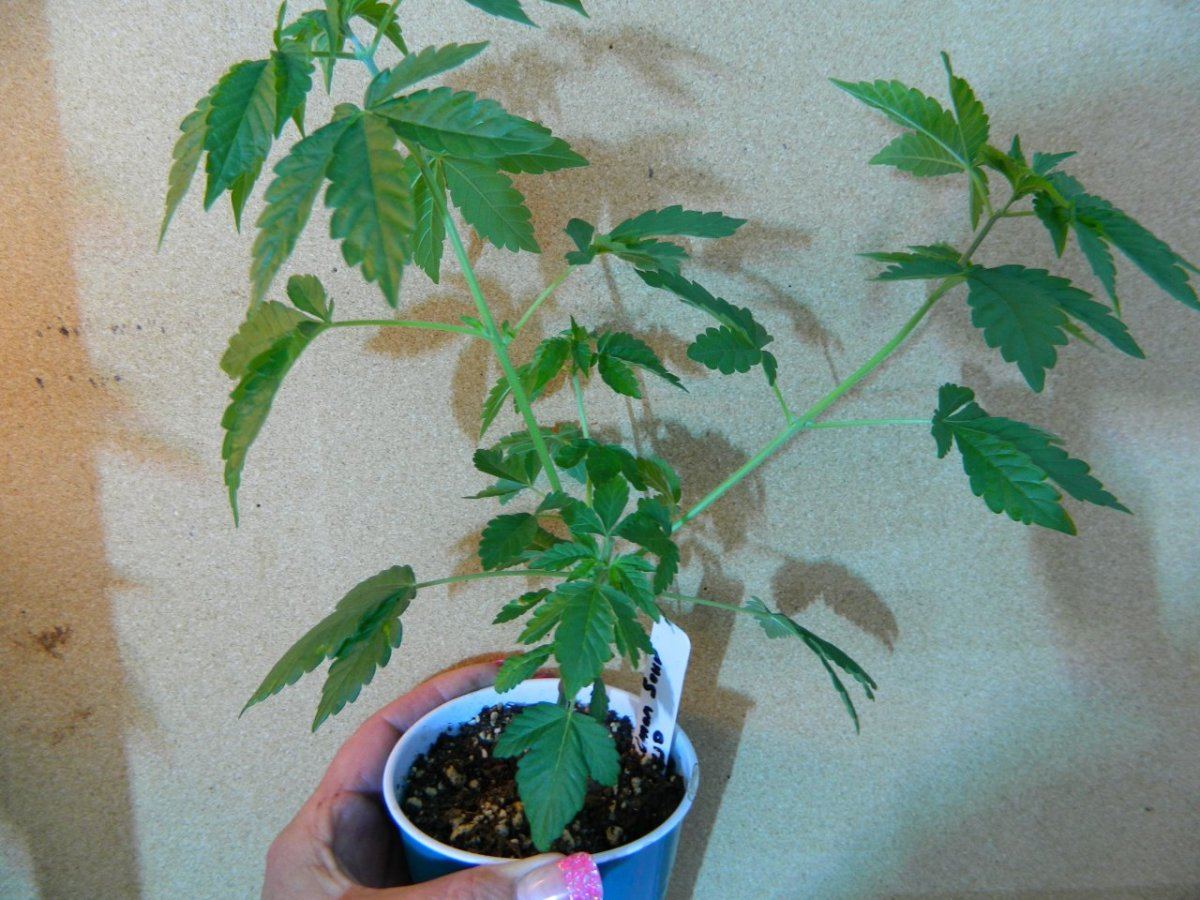 Starlemon dojohulk astronaut 031