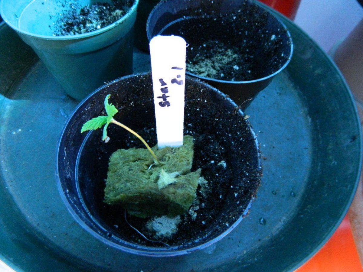 Star pp  blupveg 002