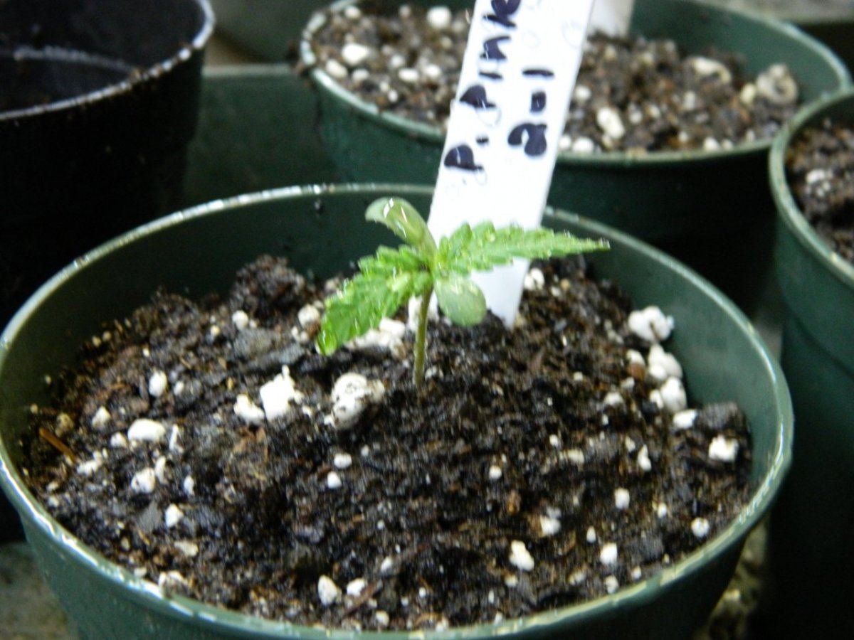 Star pp  blupveg 016