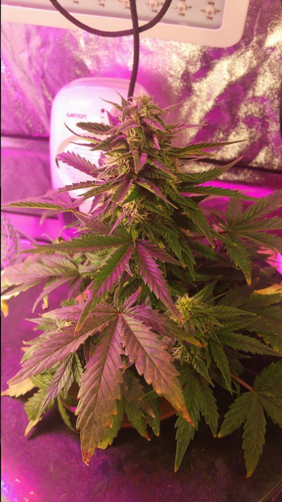 Star ryders first time grower 3