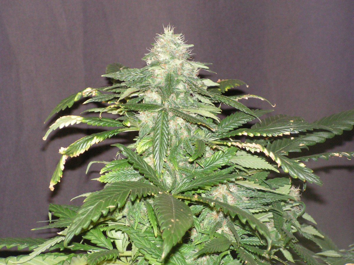 STAR TAHOE 2