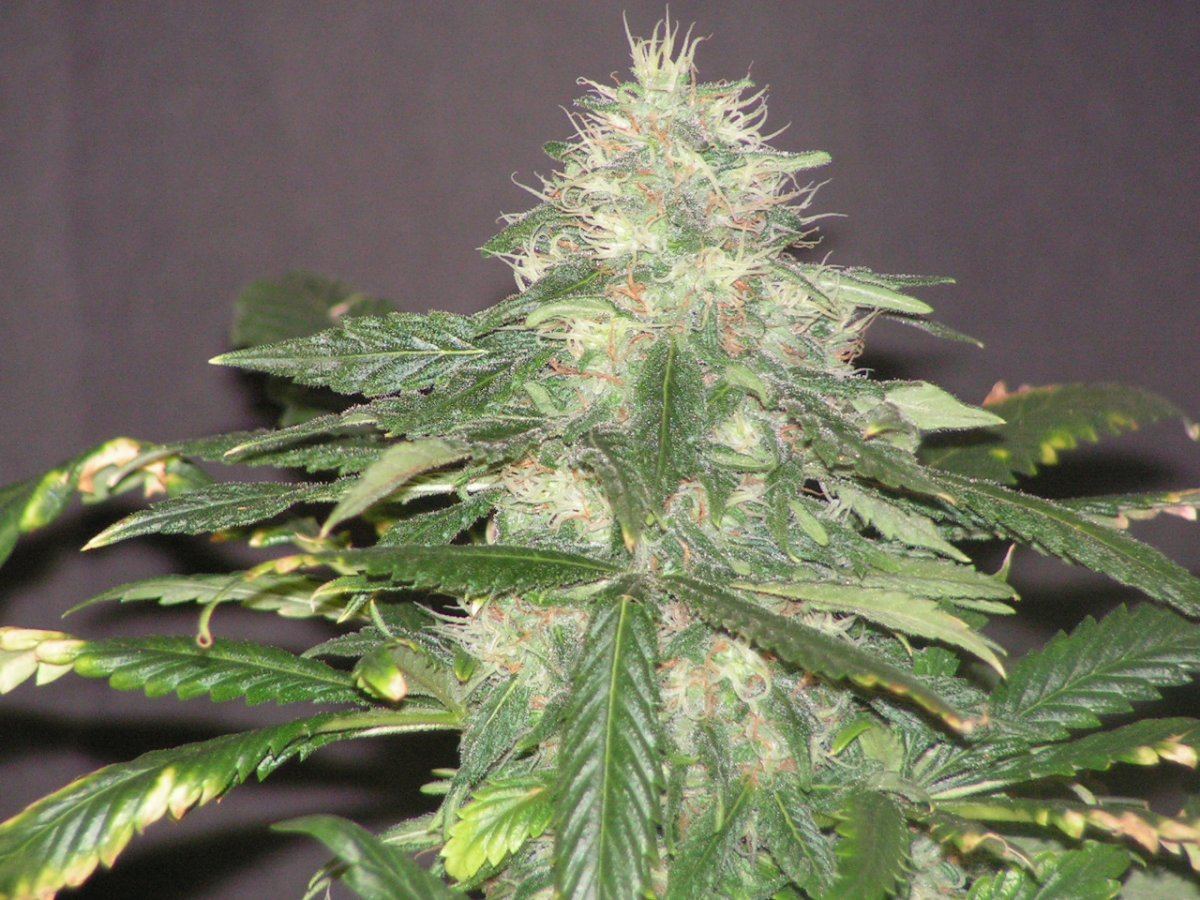 STAR TAHOE 3