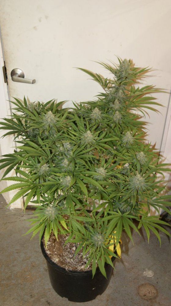 Star tripper 7