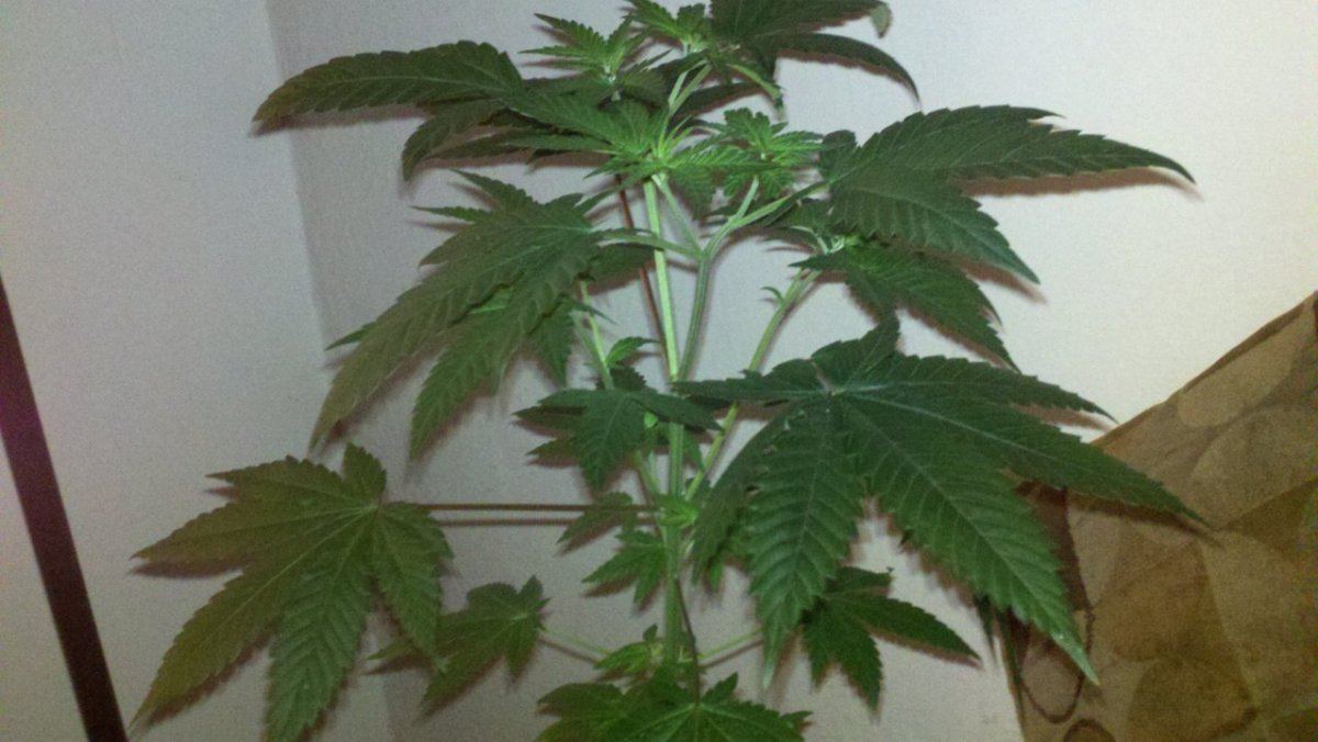 Star xbubba
