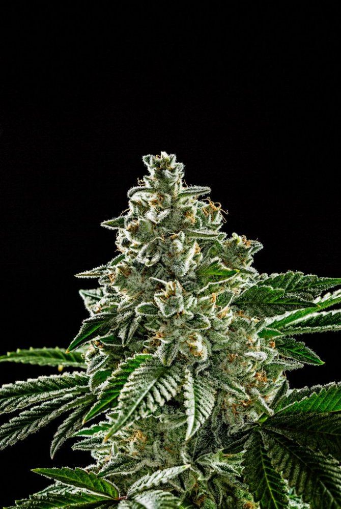 Star Dawg FINAL