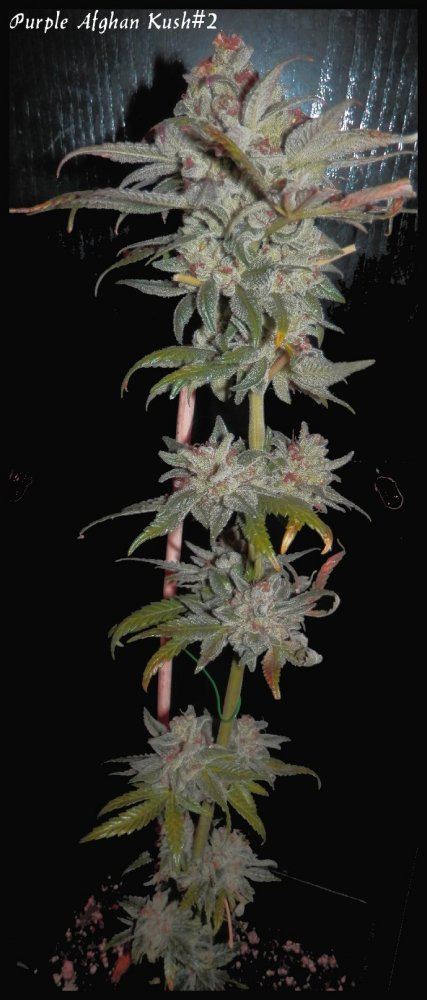StarBud   1