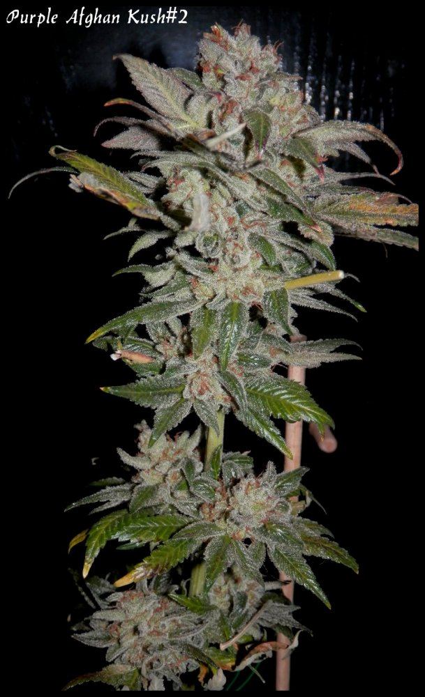 StarBud   70   2