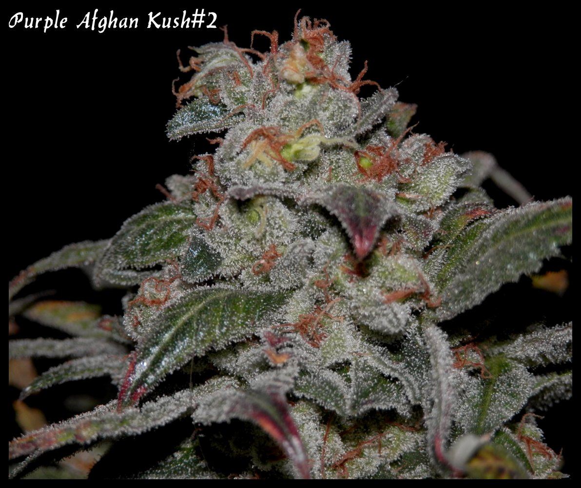 StarBud   70   3