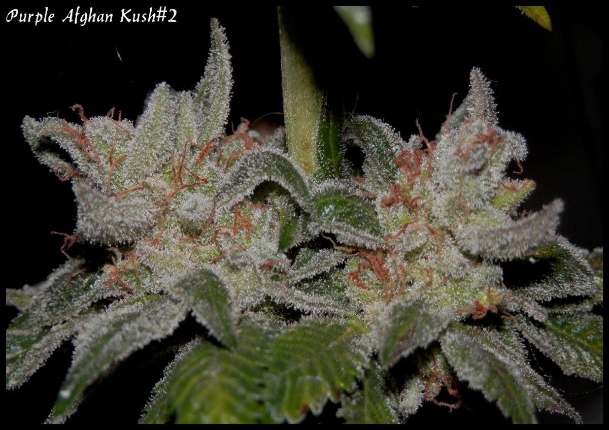 StarBud   70   4