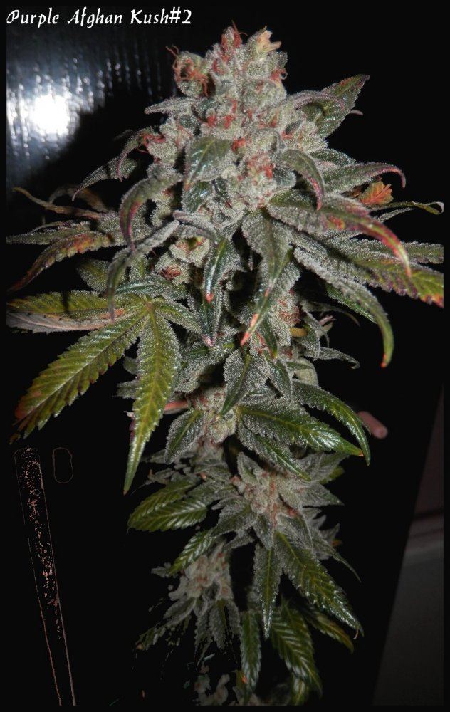 StarBud   70   5