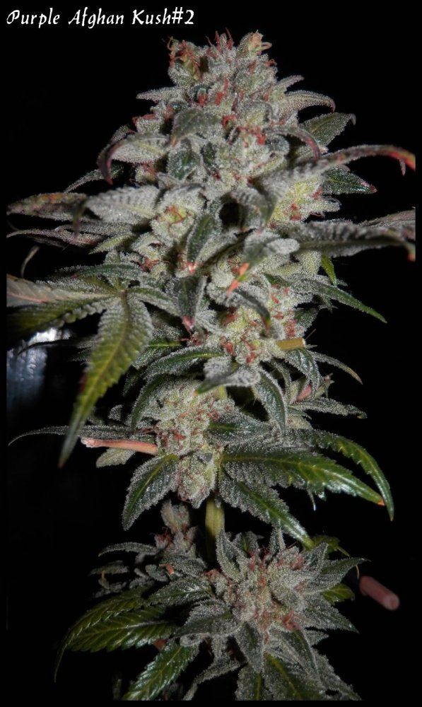 StarBud   70   6