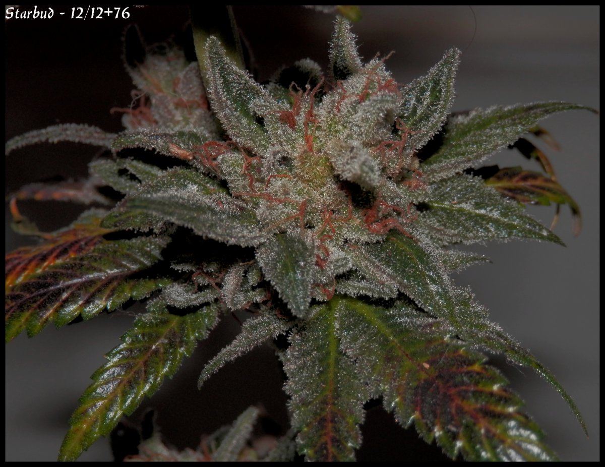 Starbud   76 days   1