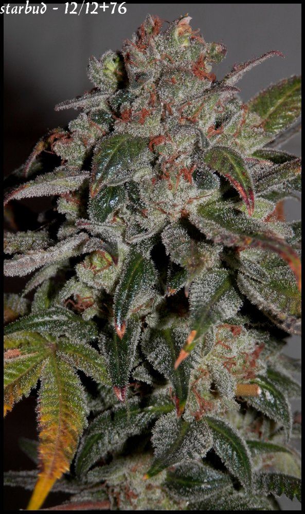 Starbud   76 days   2