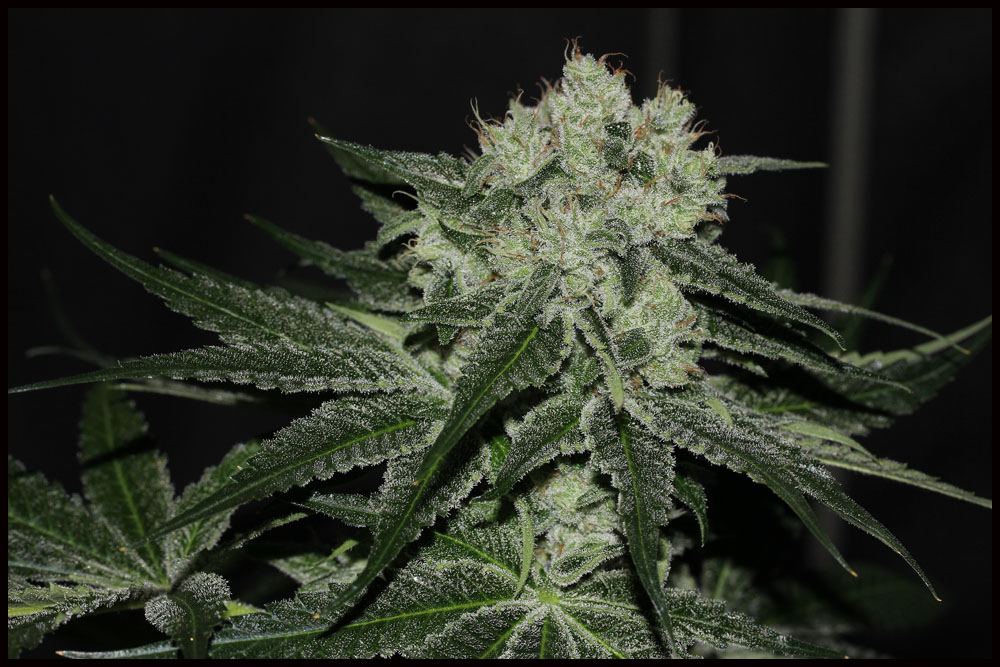 Starbud