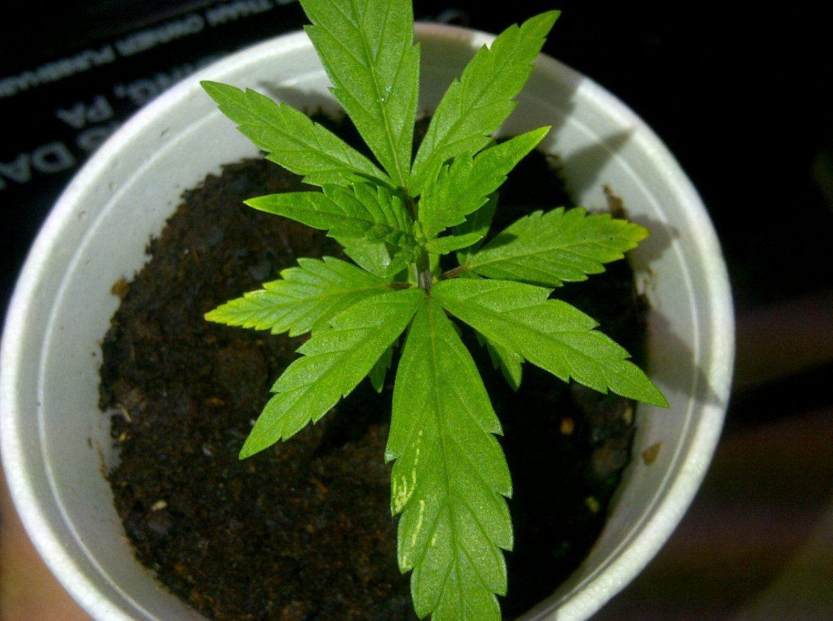 Stardawg 1
