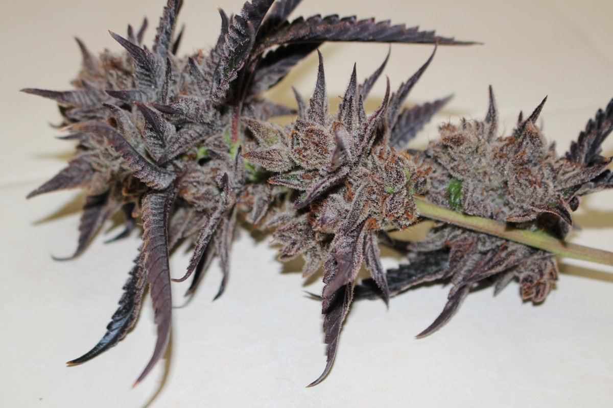 Stardawg 2 144