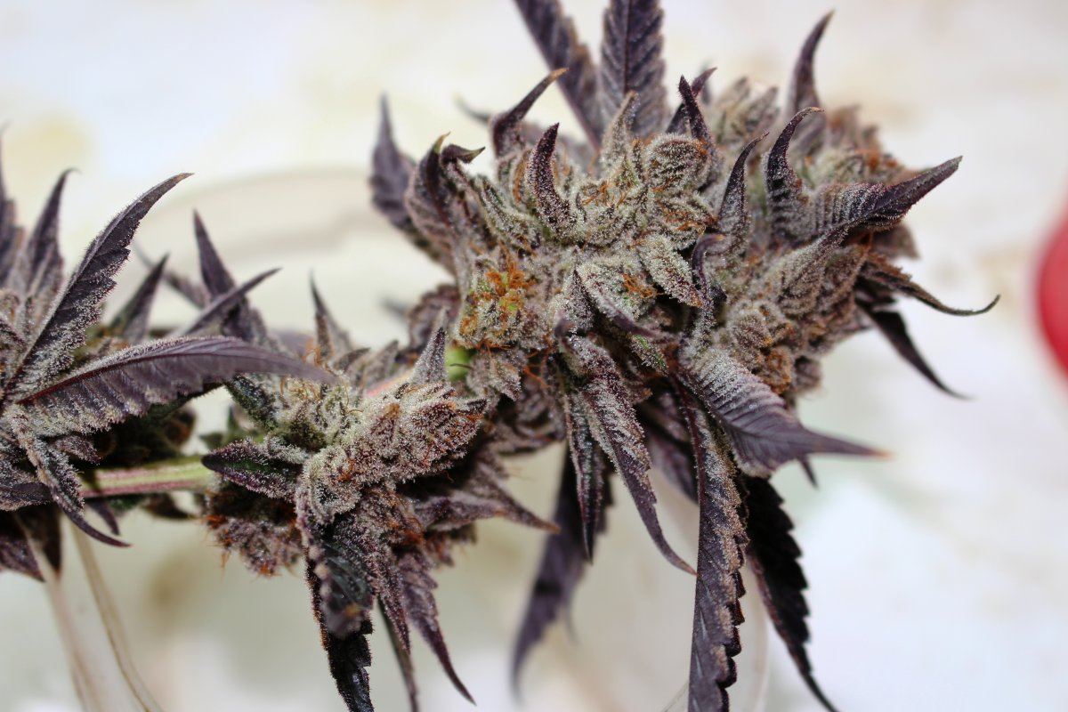 Stardawg 2 153