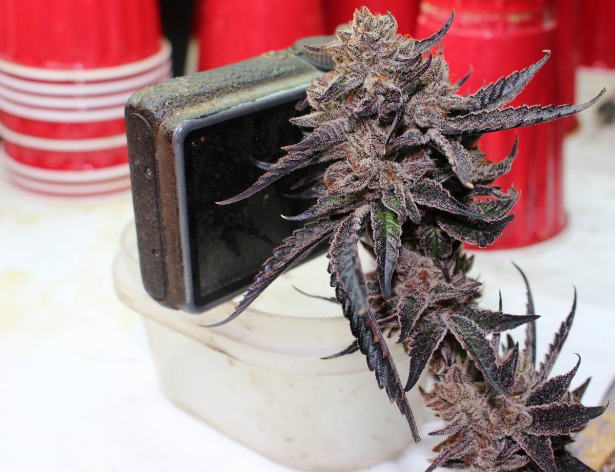 Stardawg 2 181