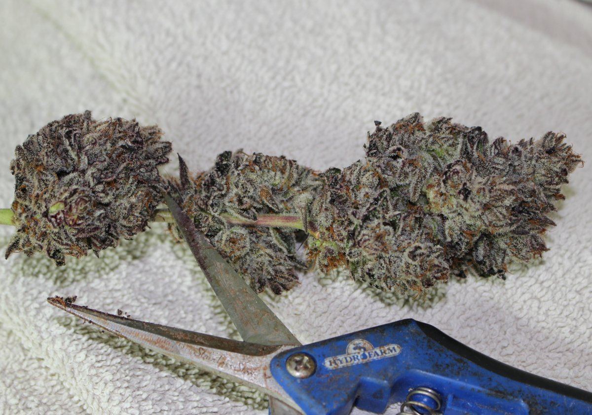 Stardawg 2 188