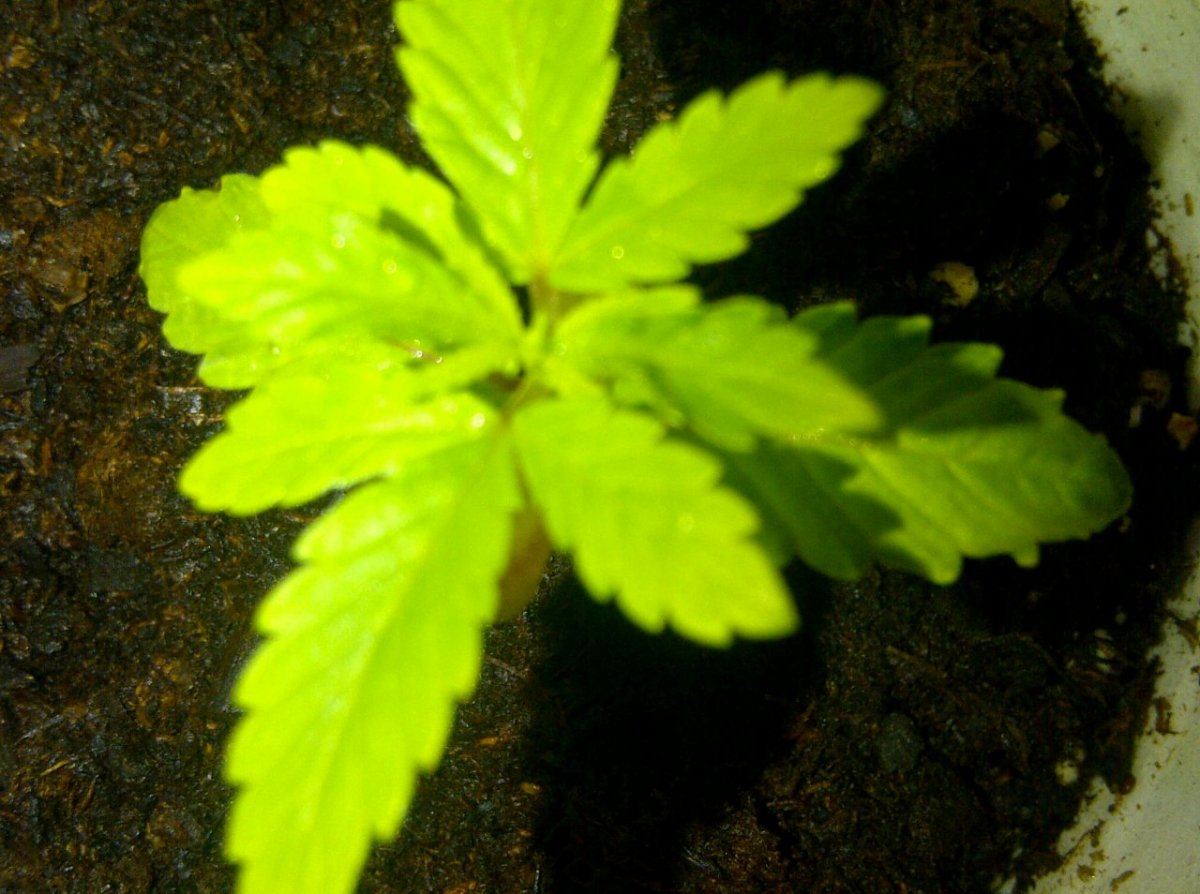 Stardawg 2