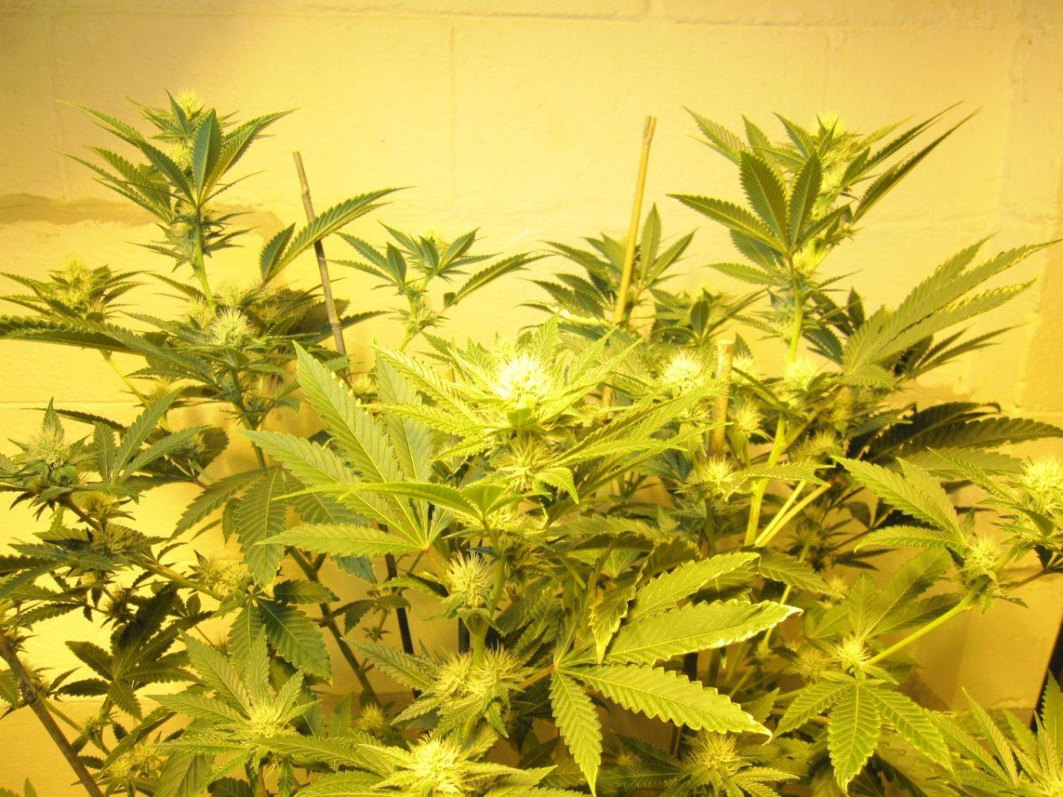 Stardawg  4 and 5 3