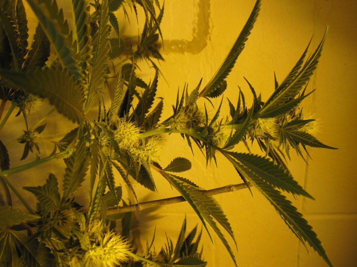 Stardawg  4 and 5 4