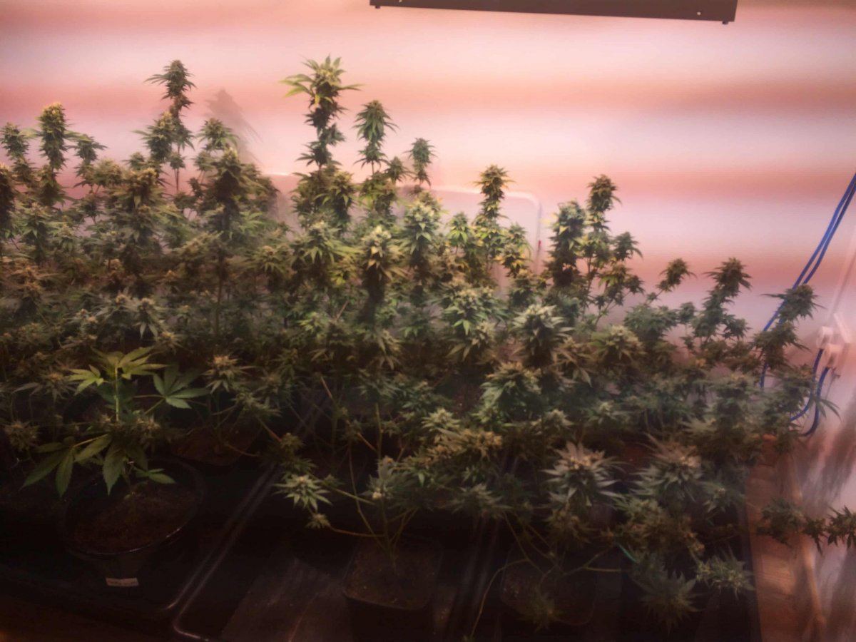 StarDawg Day62 01
