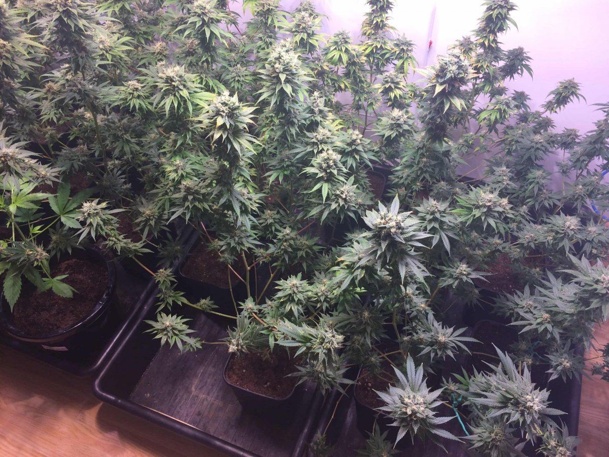 StarDawg Day62 02