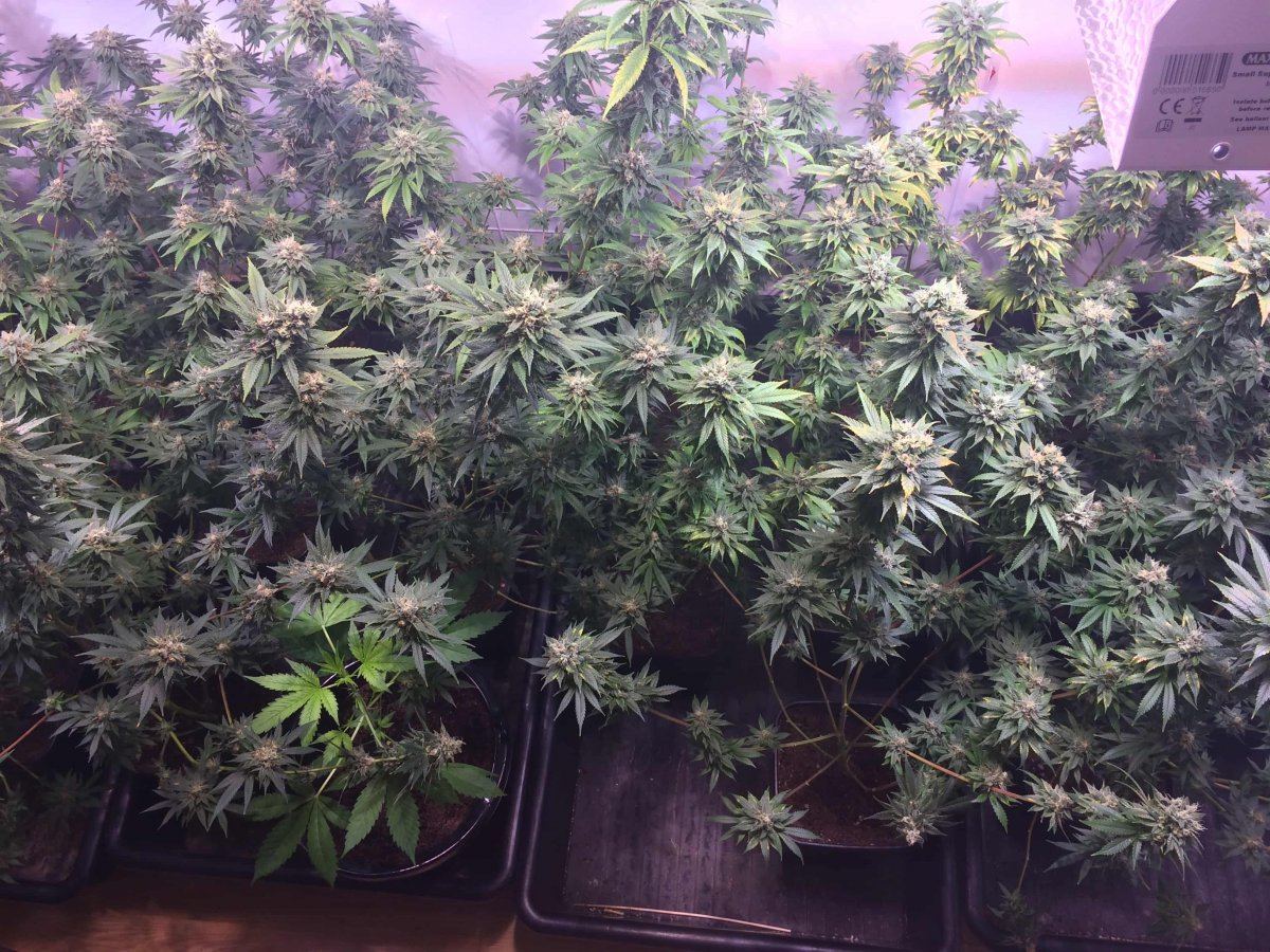StarDawg Day62 03