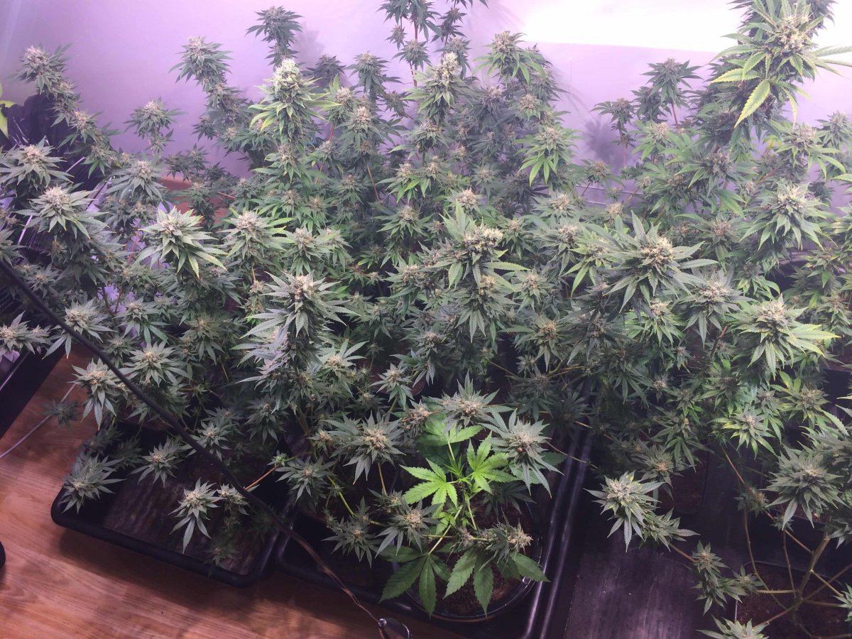 StarDawg Day62 04