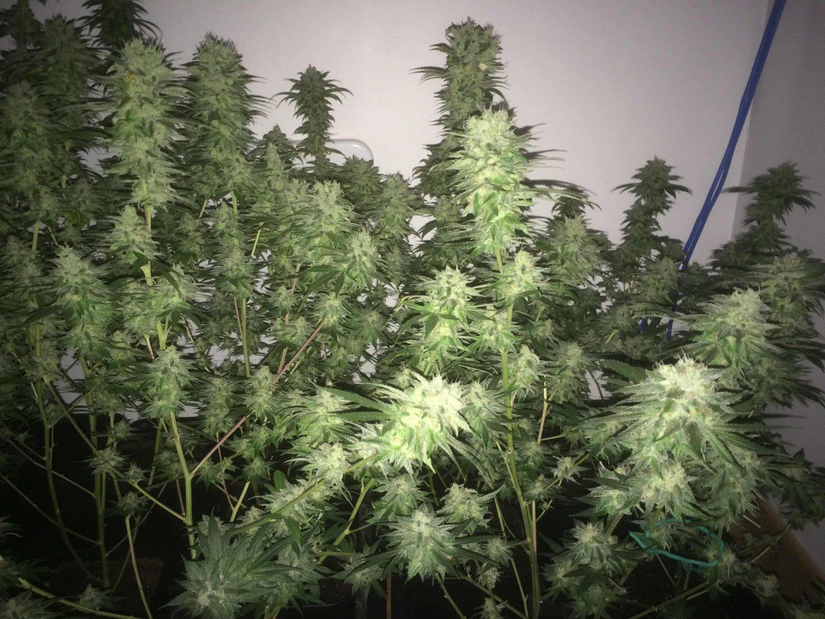 StarDawg Day62 06