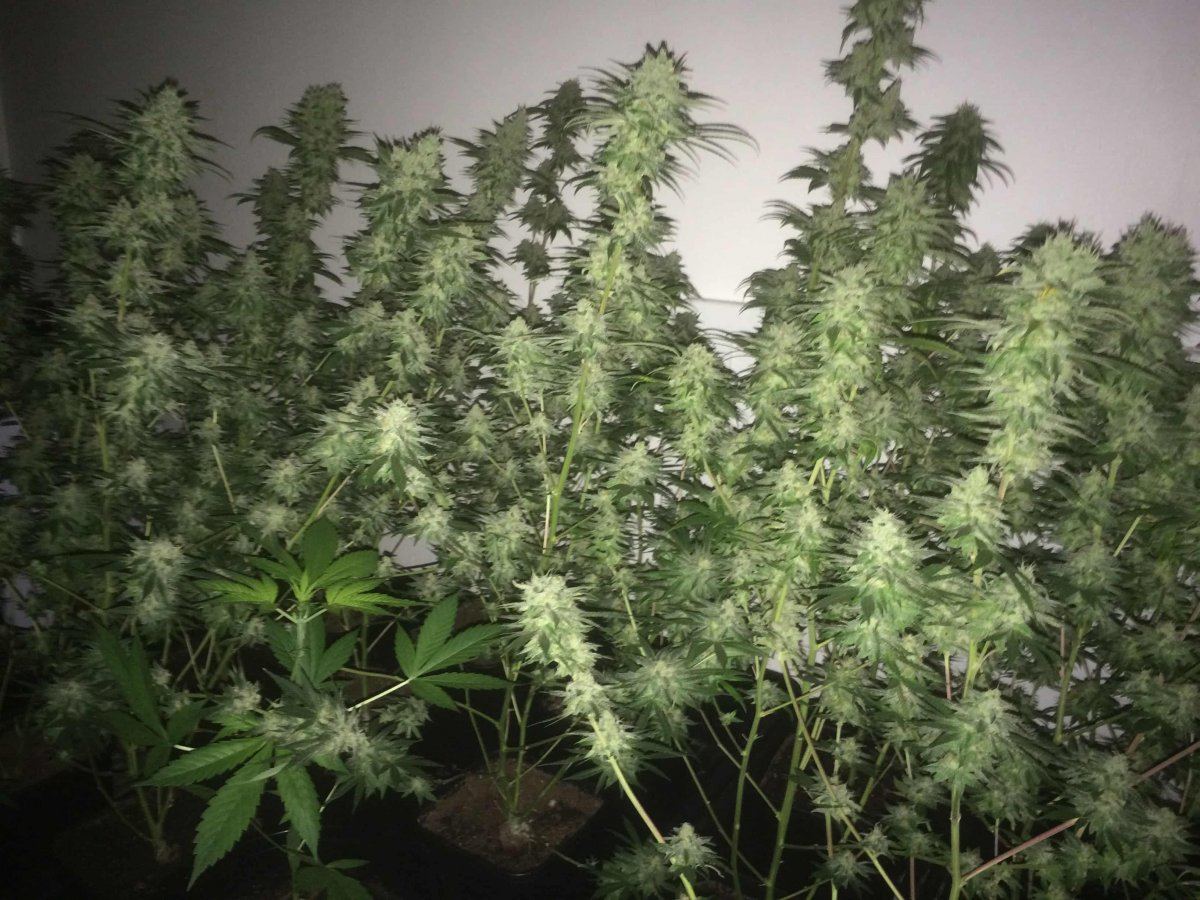 StarDawg Day62 07