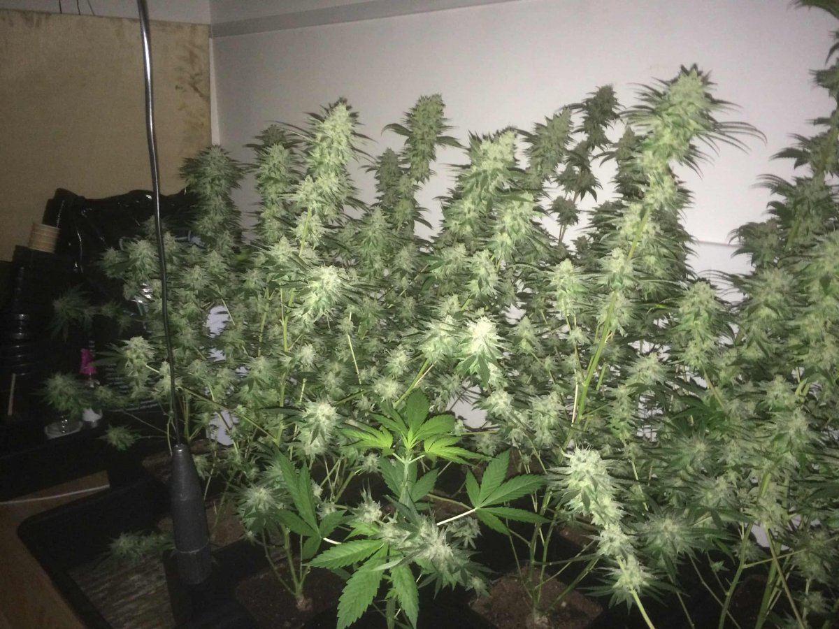 StarDawg Day62 08