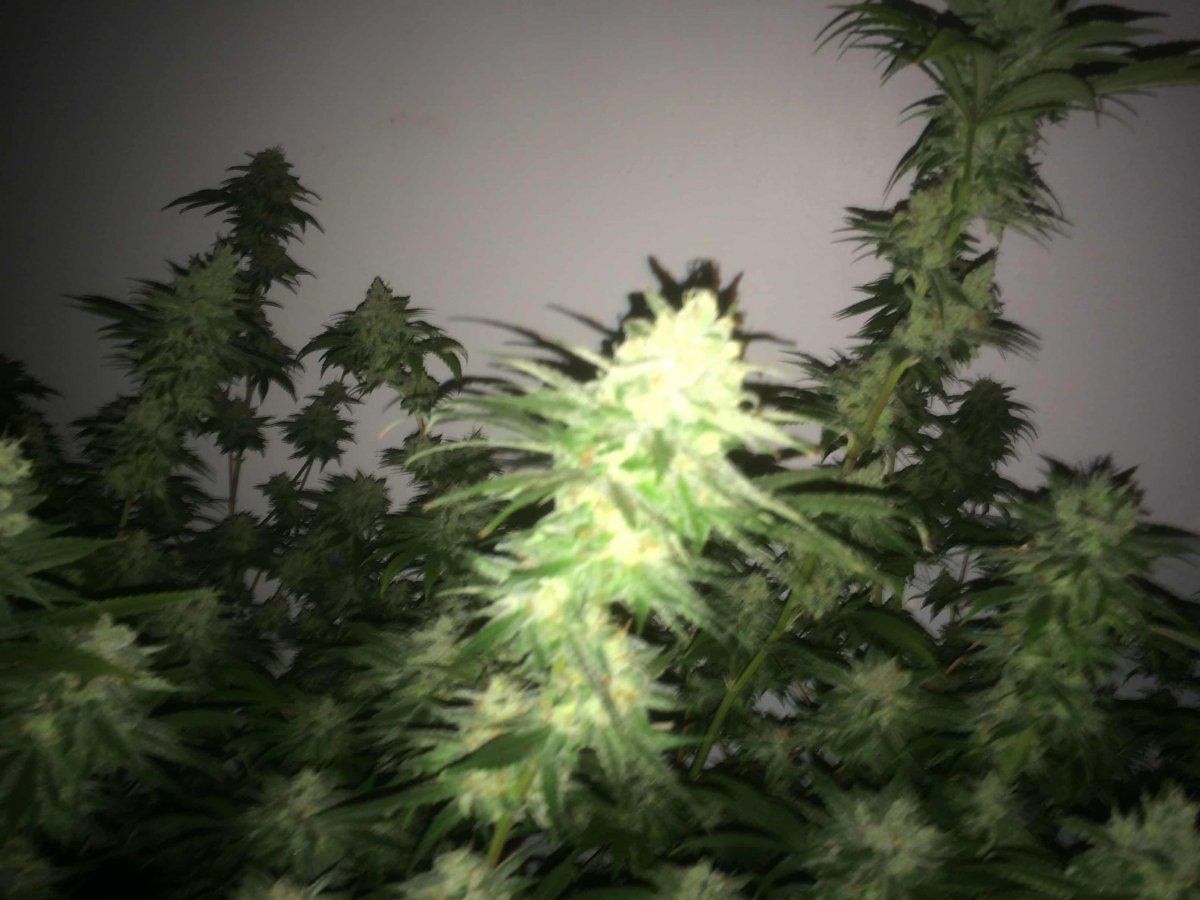 StarDawg Day62 09