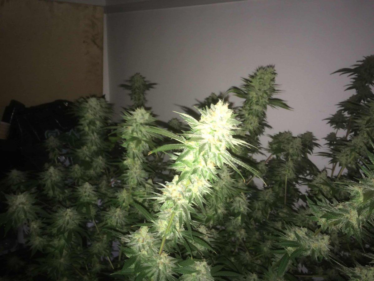 StarDawg Day62 10
