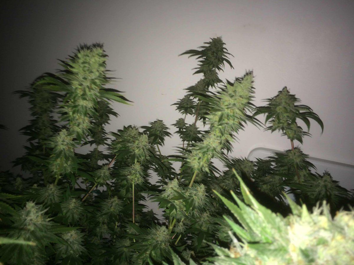 StarDawg Day62 11