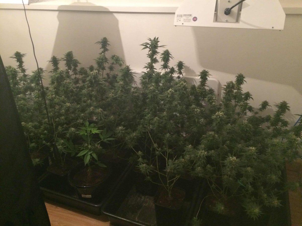 StarDawg Day62 12
