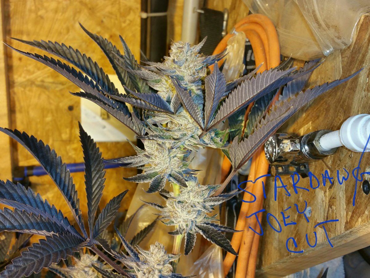 Stardawg f2 1