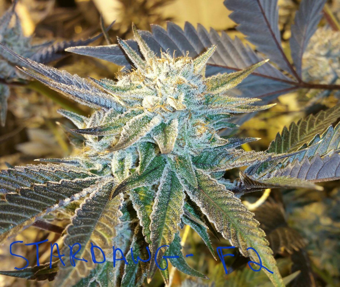 Stardawg f2 2