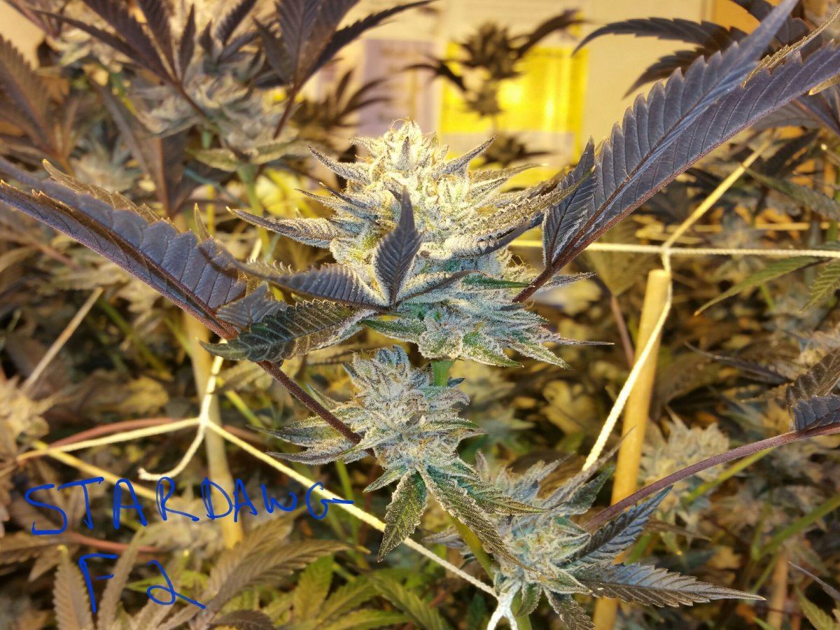 Stardawg f2 3