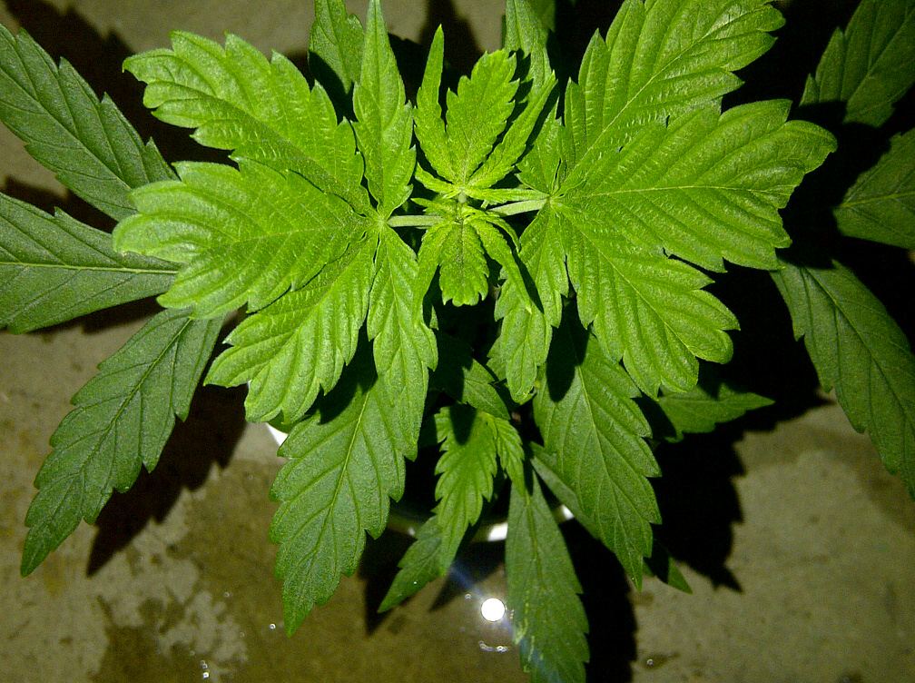 Stardawg  heri 2 12 4